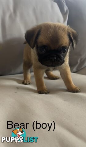 Purebred Pug Puppies