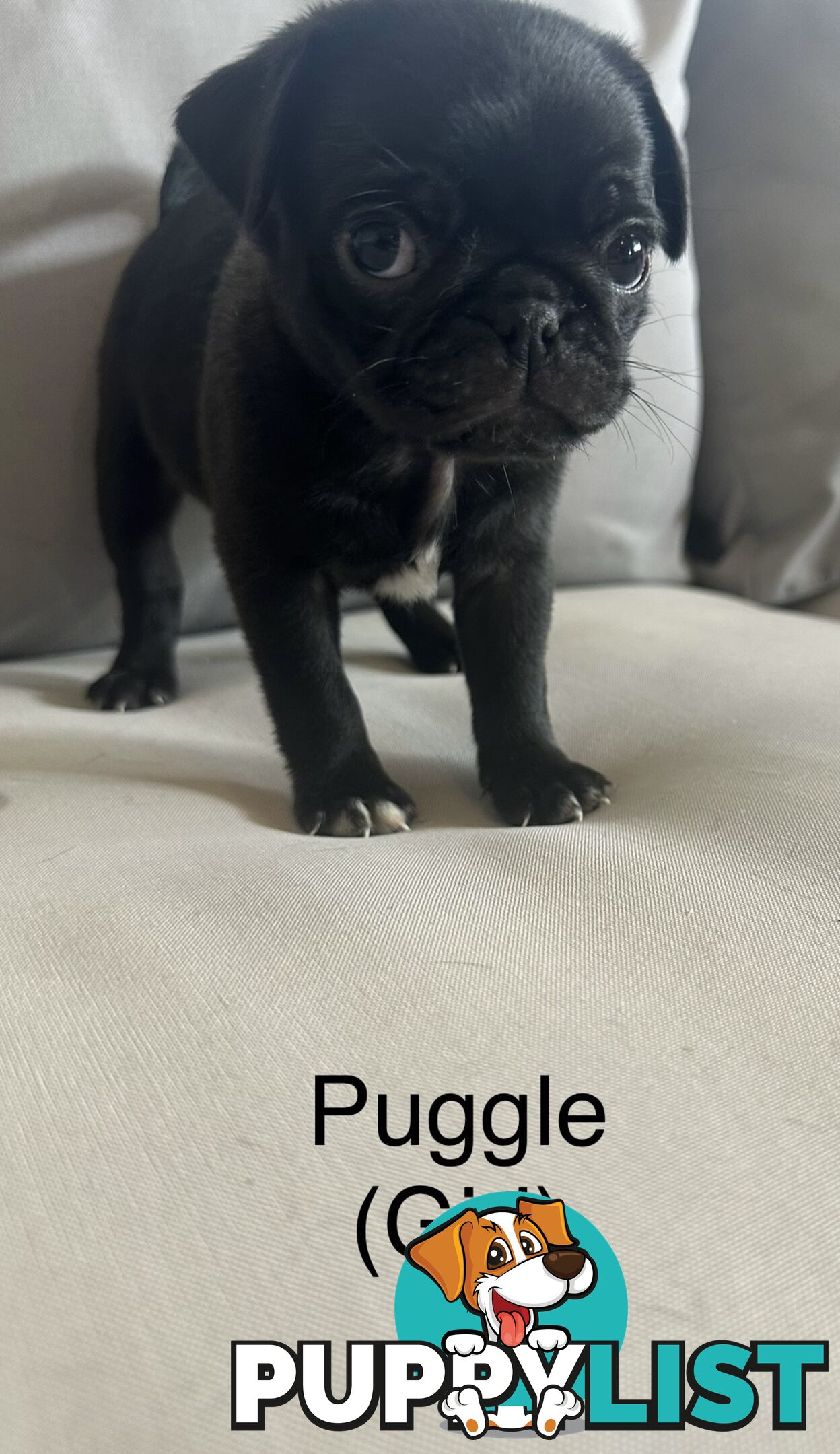 Purebred Pug Puppies