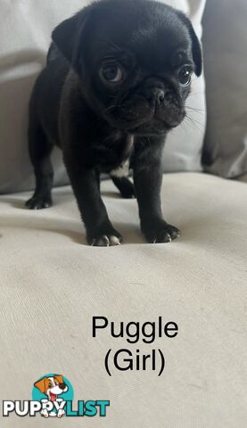 Purebred Pug Puppies