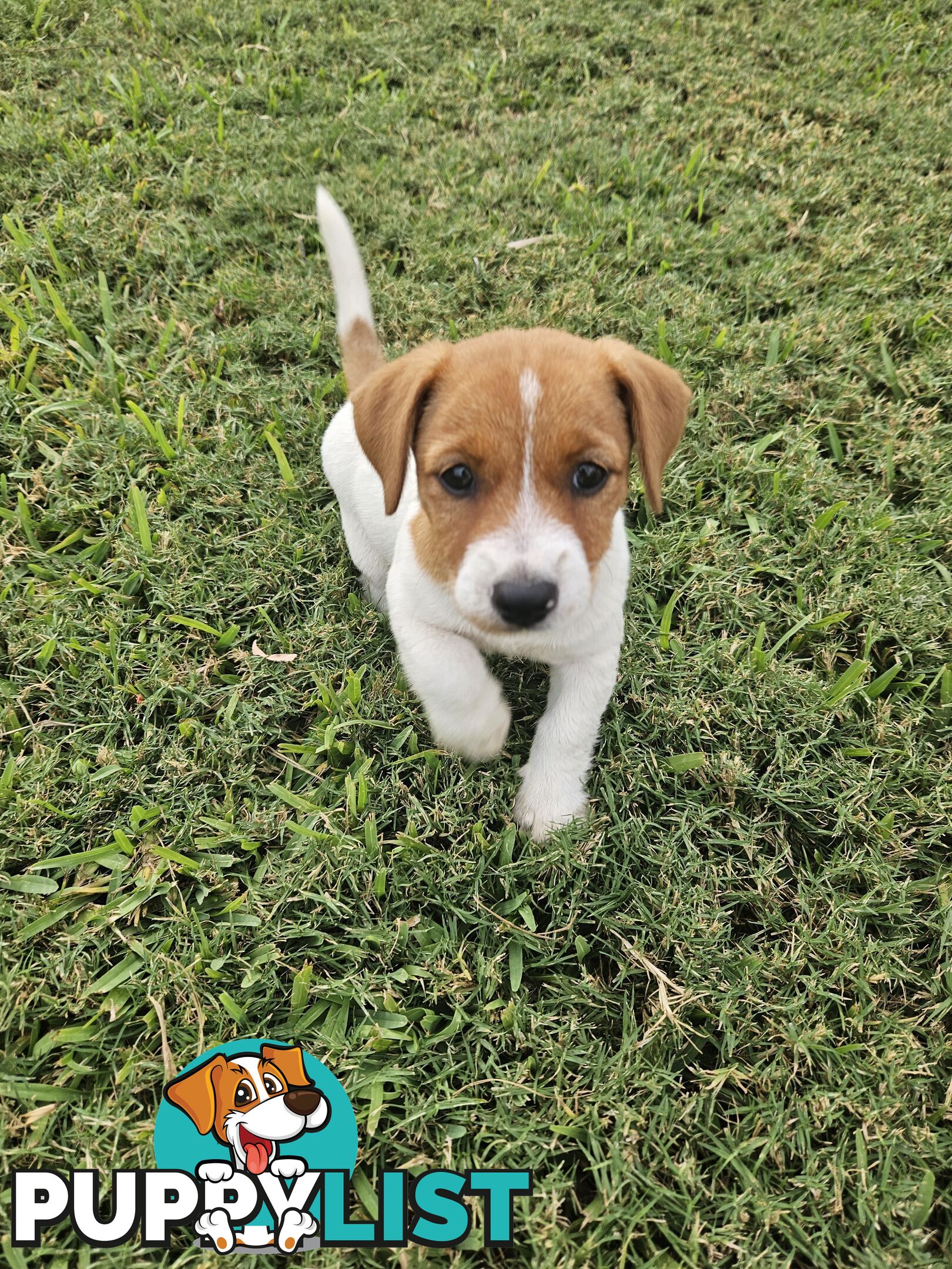 Only 3 available -  Jack Russlle Puppies