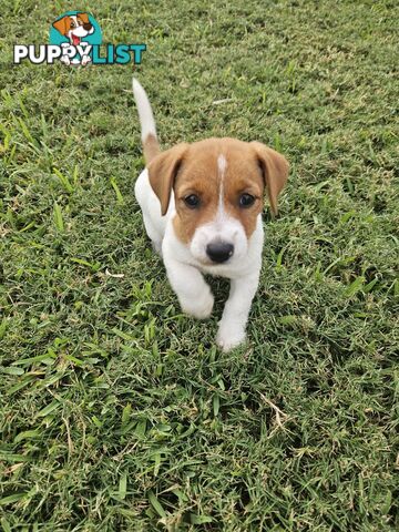 Only 3 available -  Jack Russlle Puppies