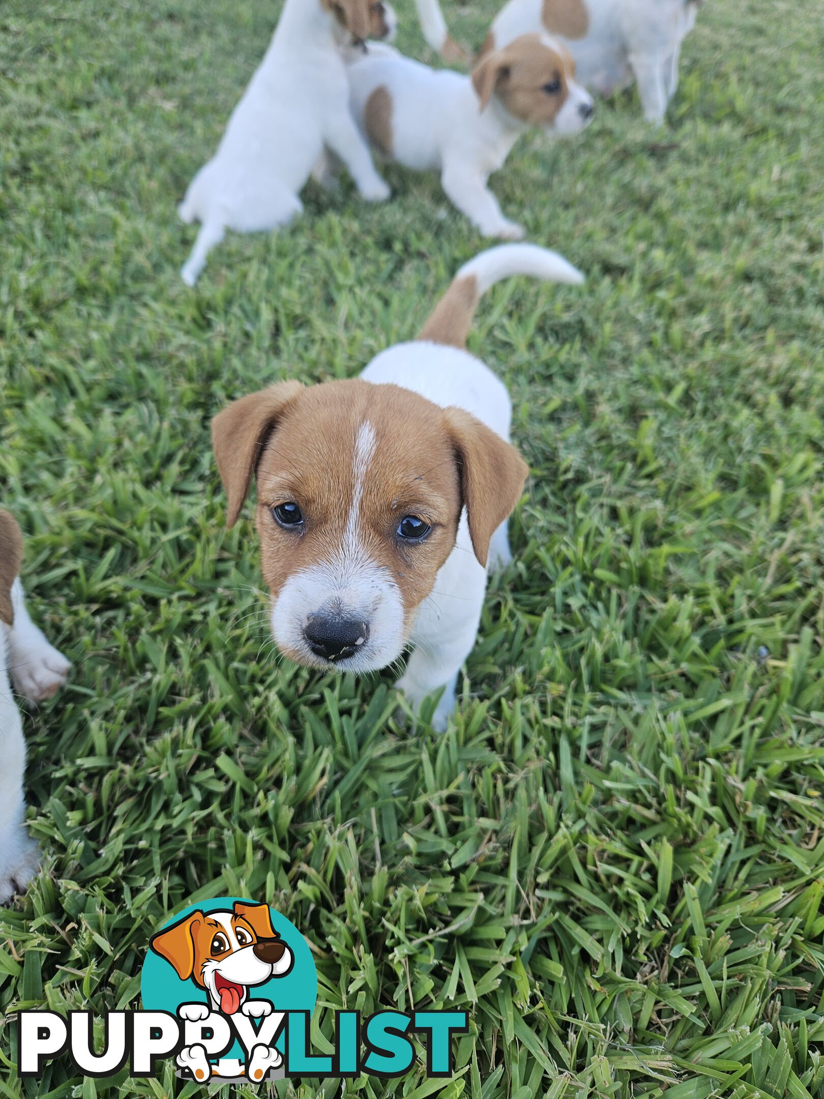 Only 3 available -  Jack Russlle Puppies