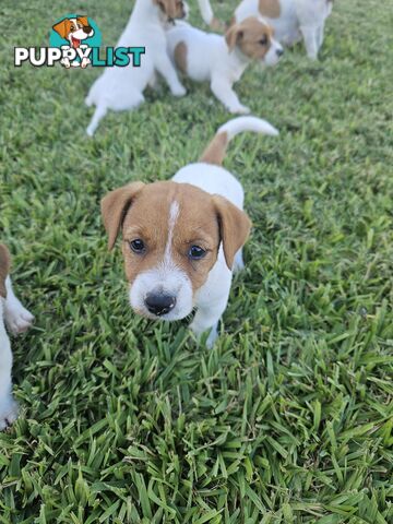 Only 3 available -  Jack Russlle Puppies