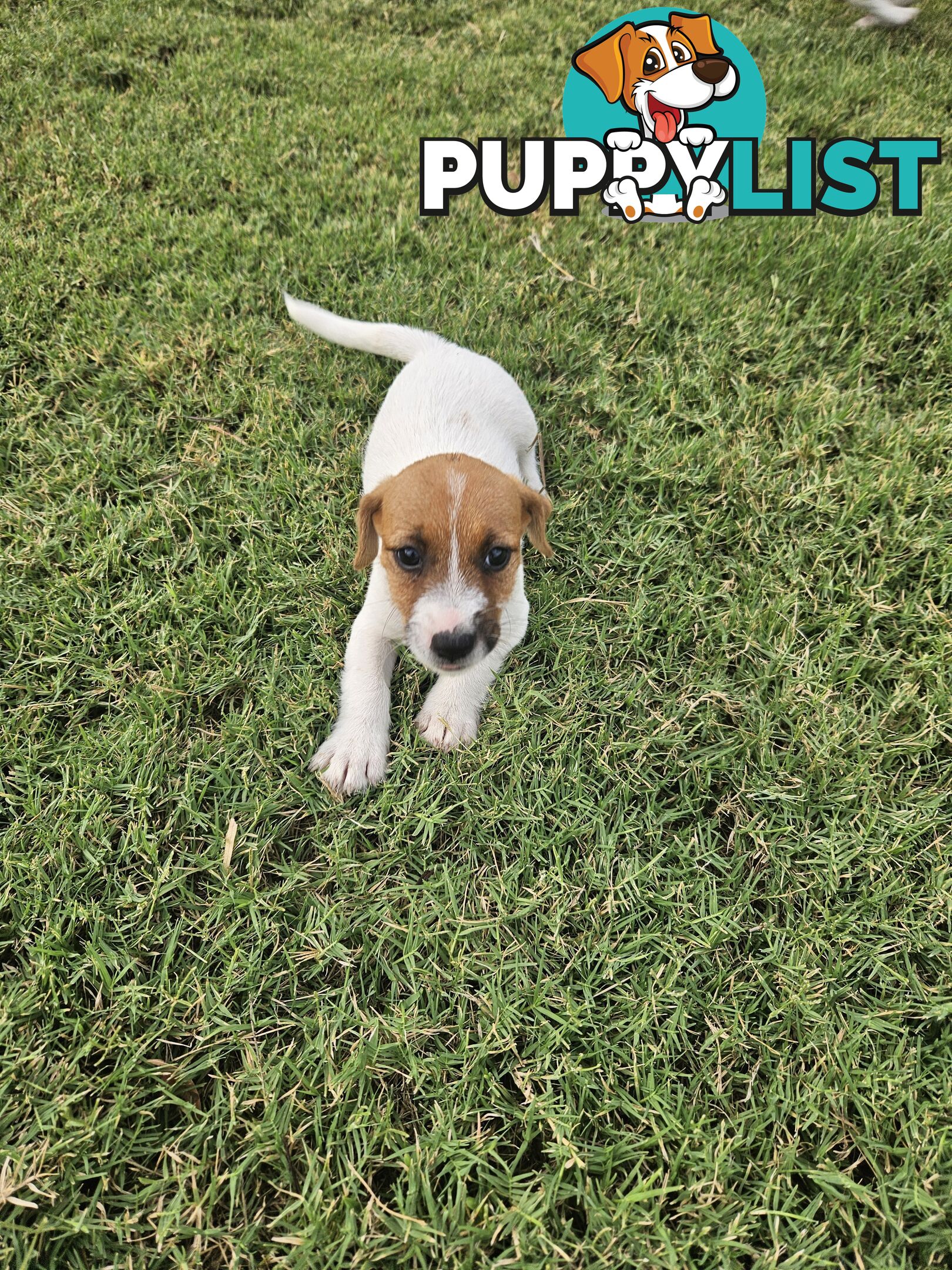 Only 3 available -  Jack Russlle Puppies