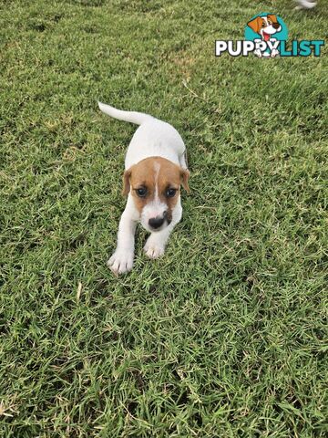 Only 3 available -  Jack Russlle Puppies