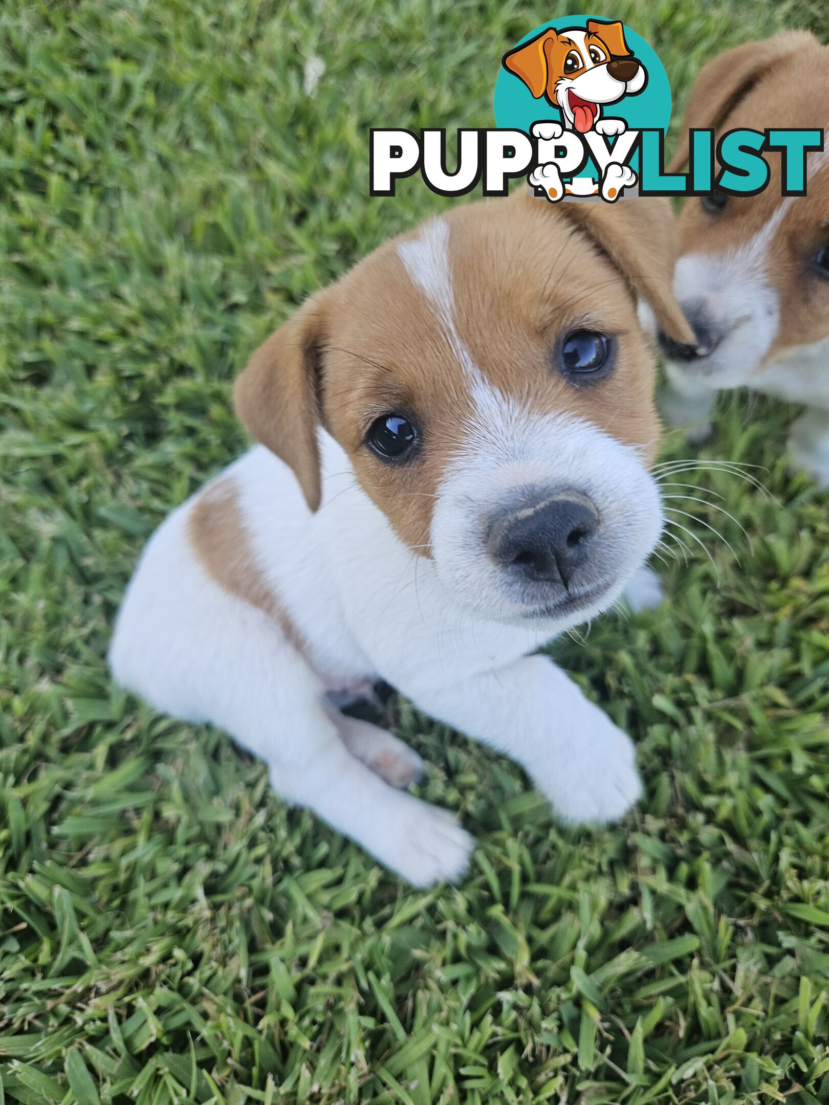 Only 3 available -  Jack Russlle Puppies