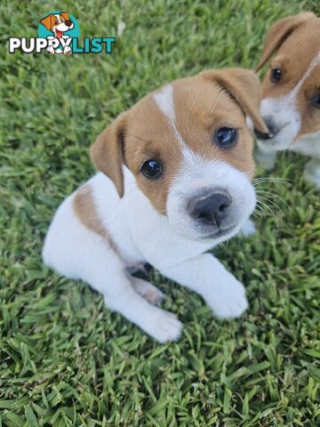 Only 3 available -  Jack Russlle Puppies