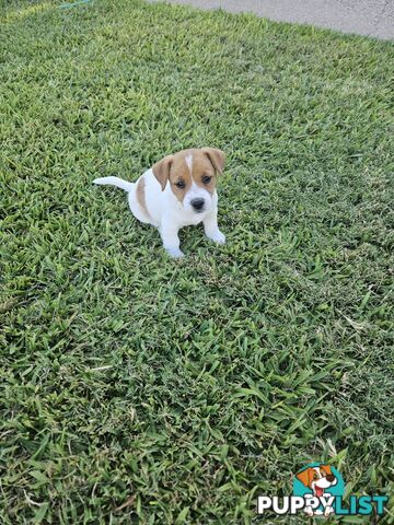 Only 3 available -  Jack Russlle Puppies