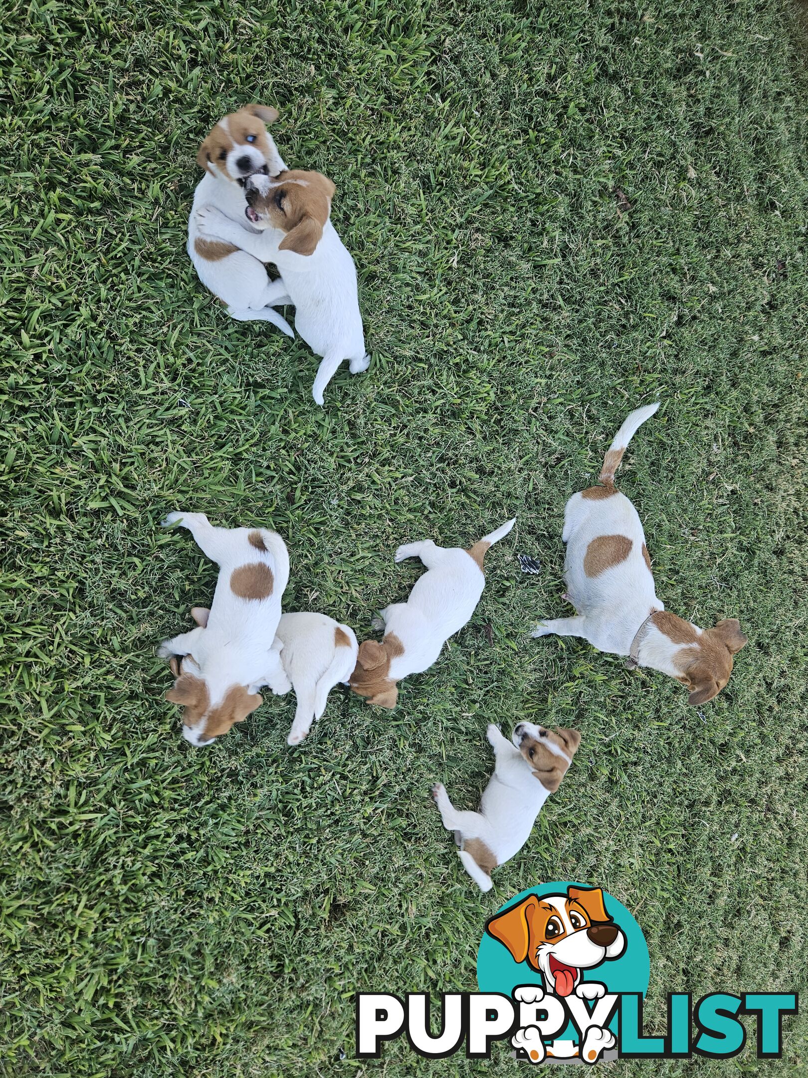 Only 3 available -  Jack Russlle Puppies