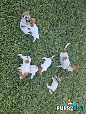 Only 3 available -  Jack Russlle Puppies