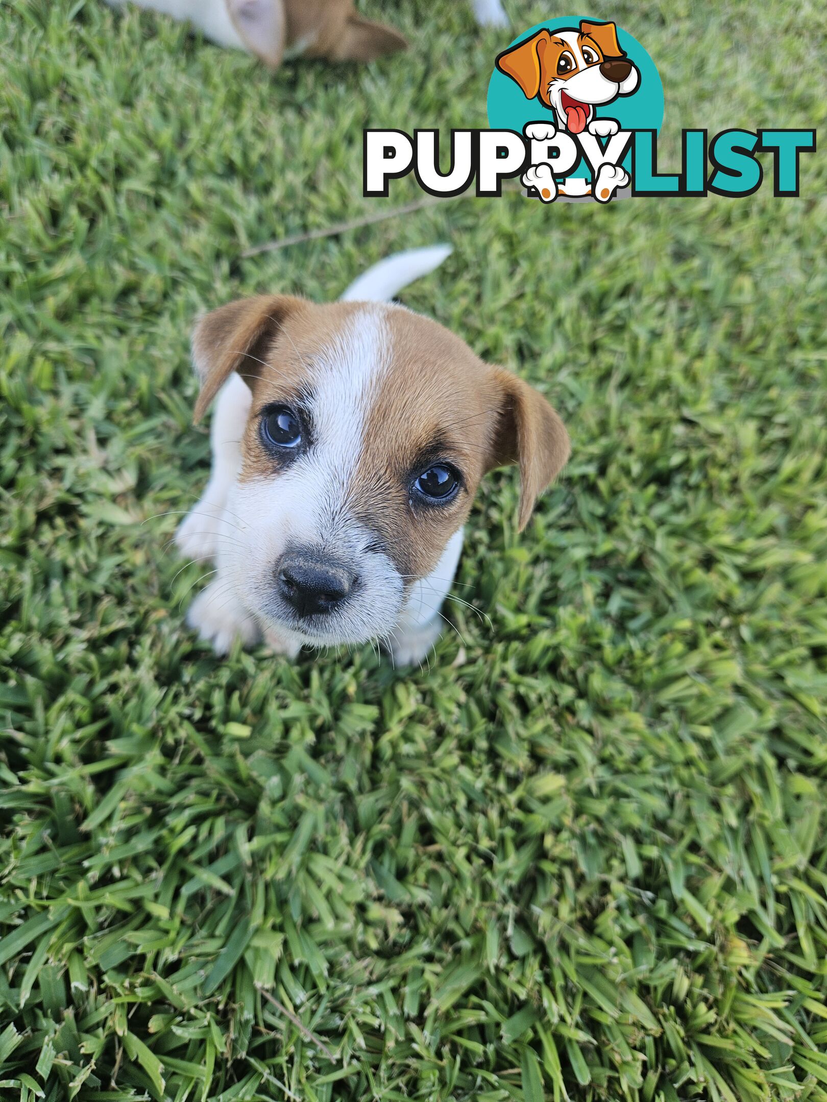 Only 3 available -  Jack Russlle Puppies