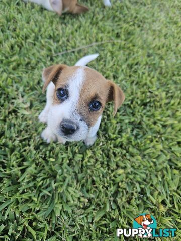 Only 3 available -  Jack Russlle Puppies