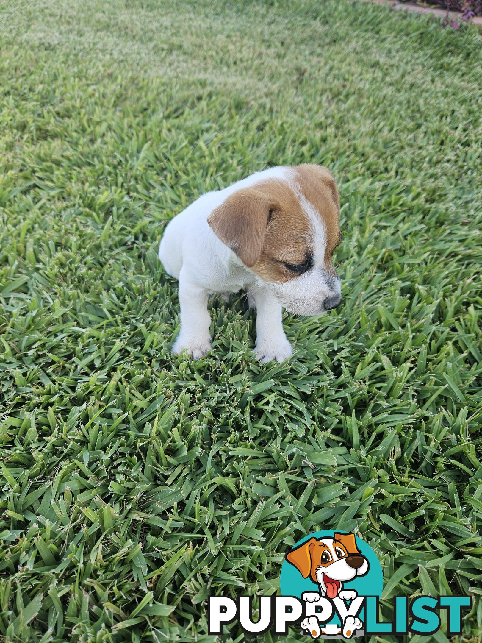 Only 3 available -  Jack Russlle Puppies