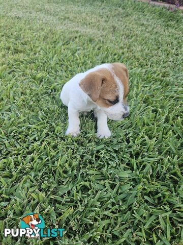 Only 3 available -  Jack Russlle Puppies