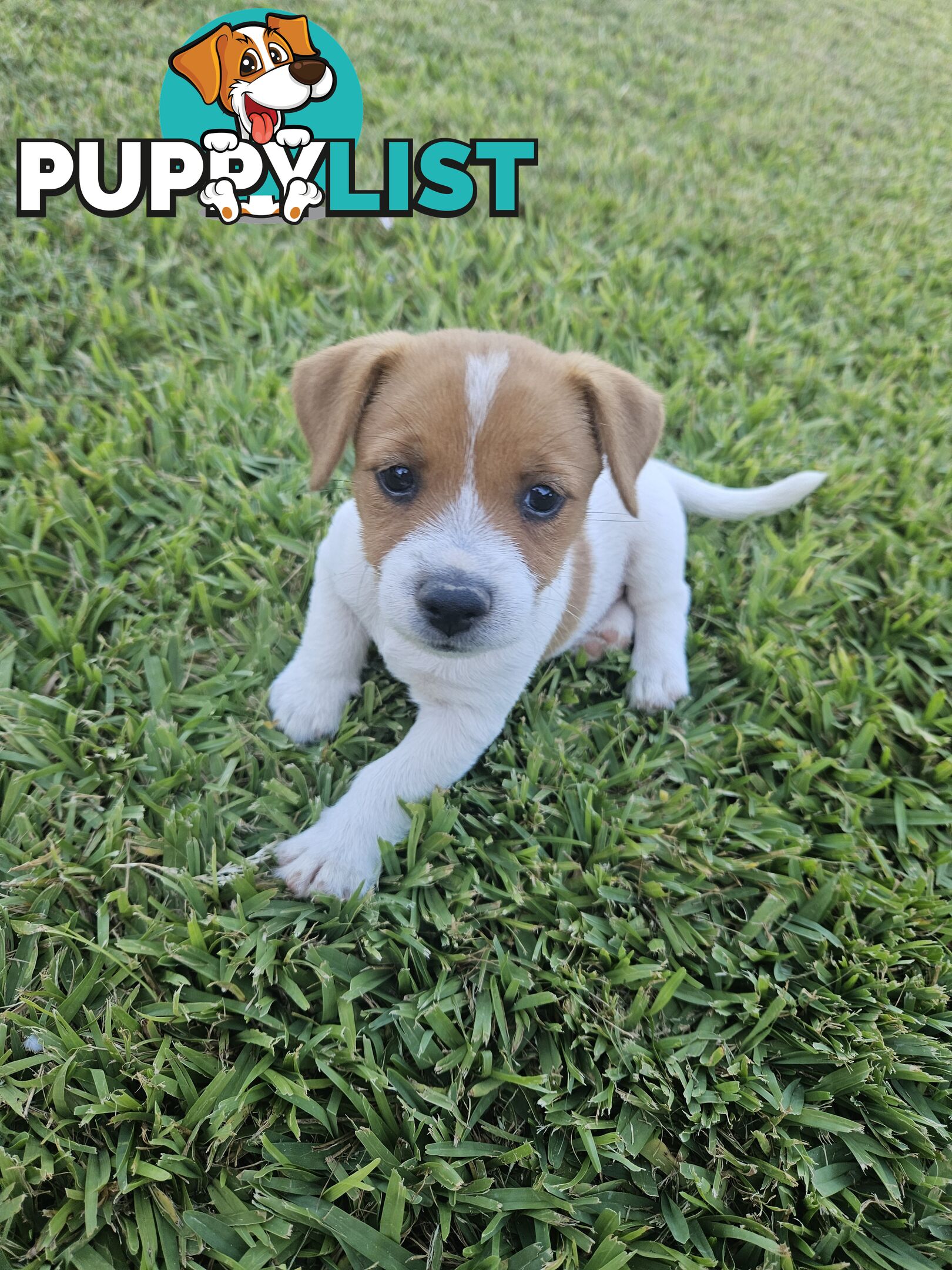 Only 3 available -  Jack Russlle Puppies