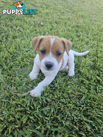 Only 3 available -  Jack Russlle Puppies