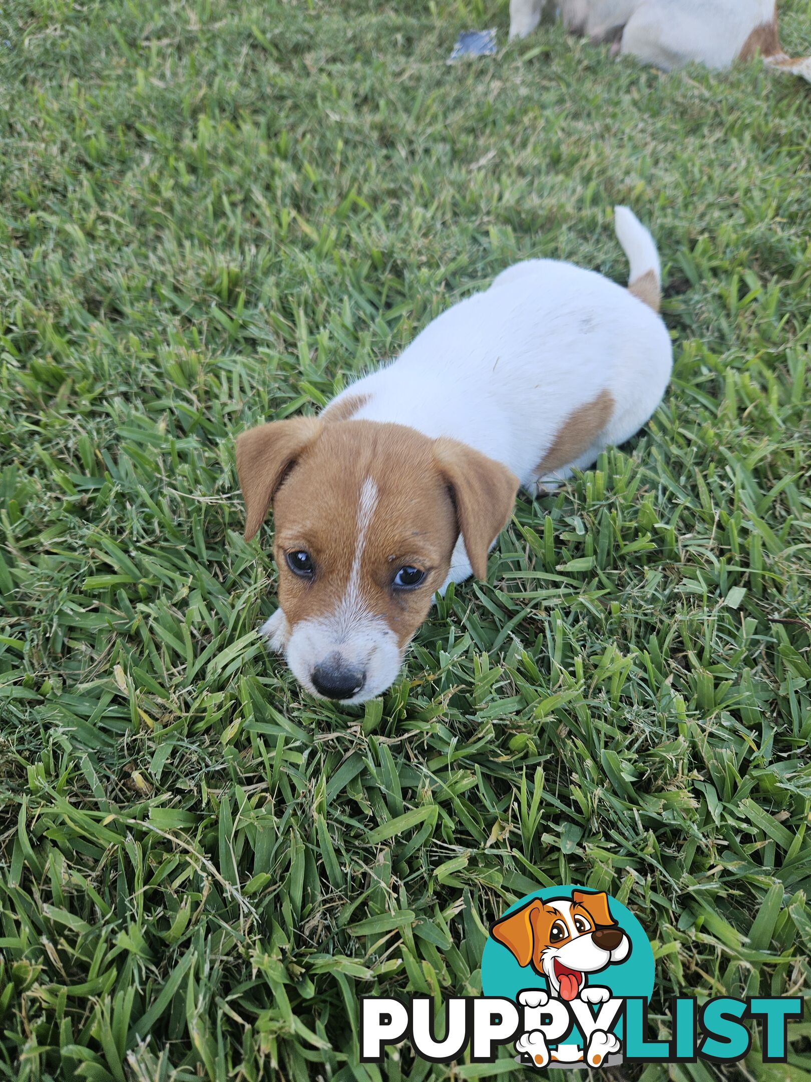 Only 3 available -  Jack Russlle Puppies