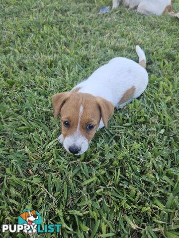 Only 3 available -  Jack Russlle Puppies