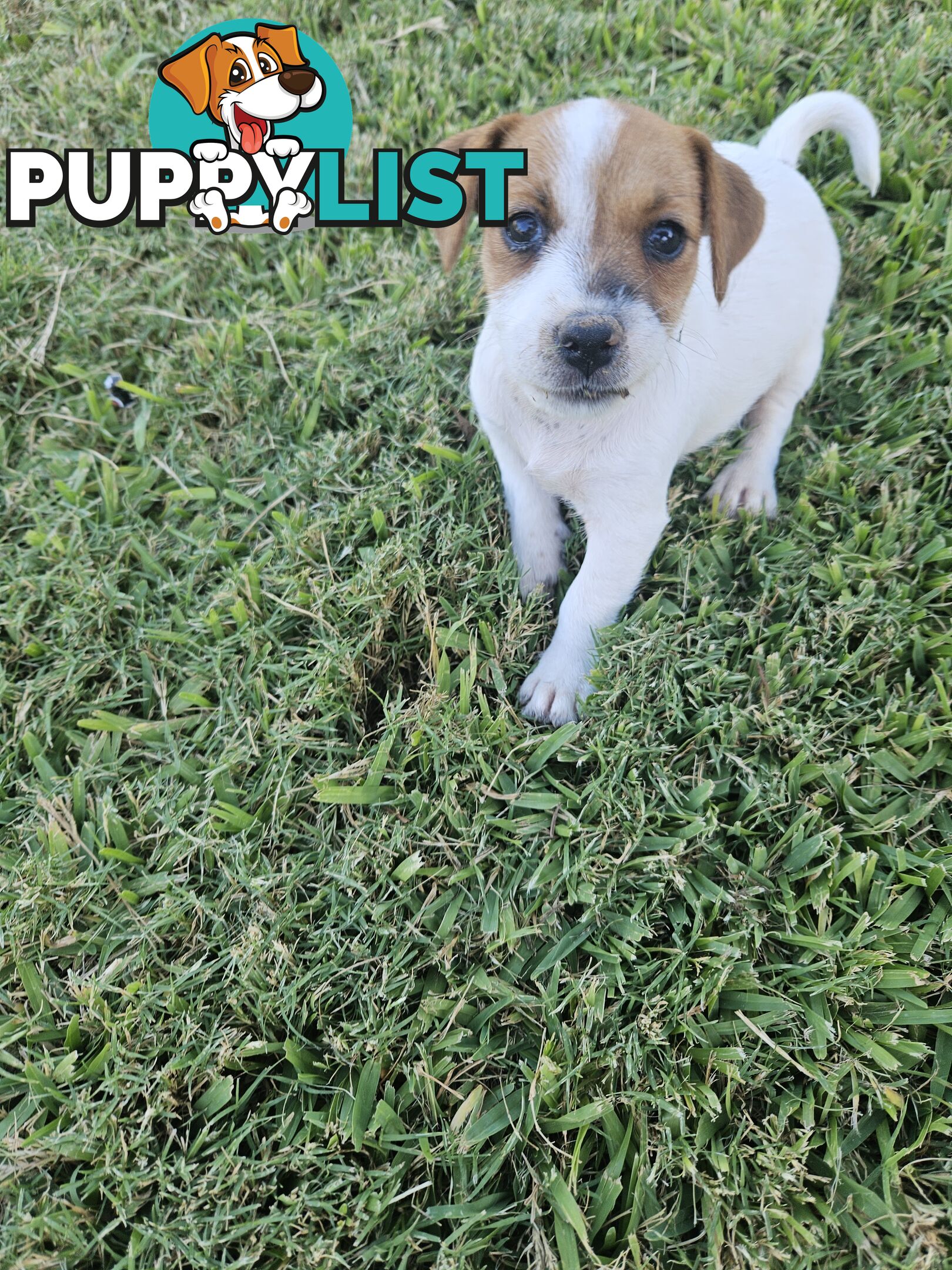 Only 3 available -  Jack Russlle Puppies