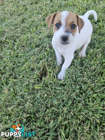 Only 3 available -  Jack Russlle Puppies