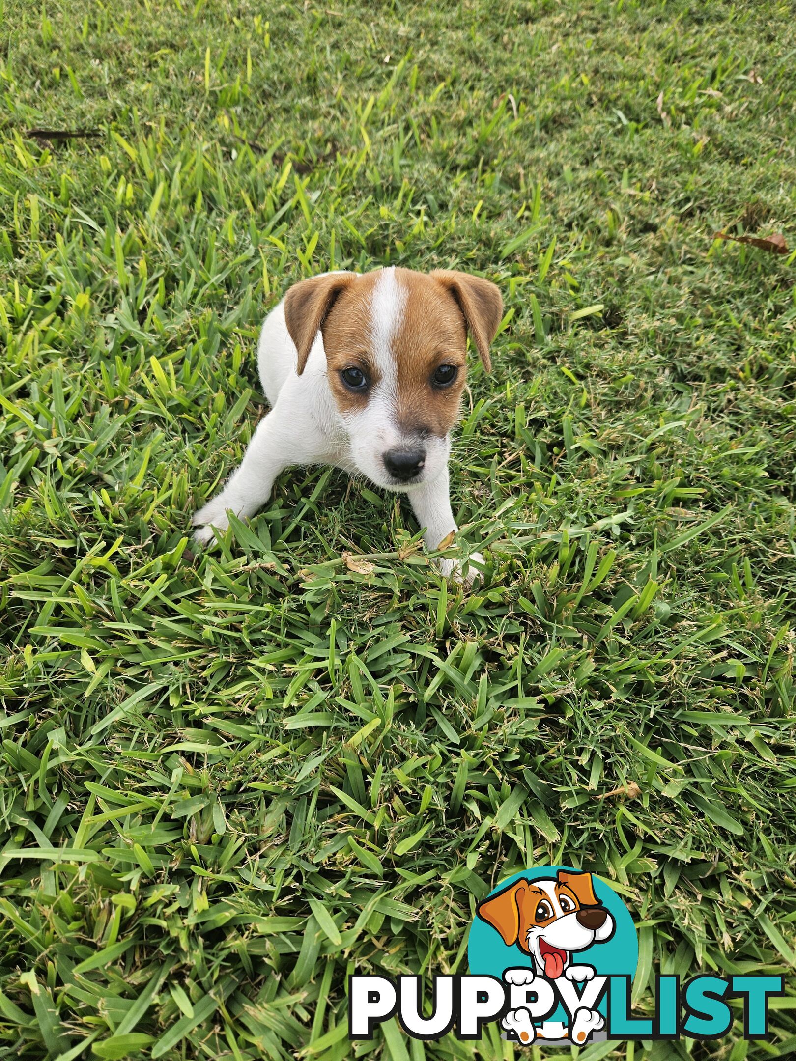 Only 3 available -  Jack Russlle Puppies