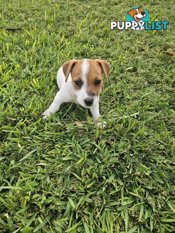 Only 3 available -  Jack Russlle Puppies