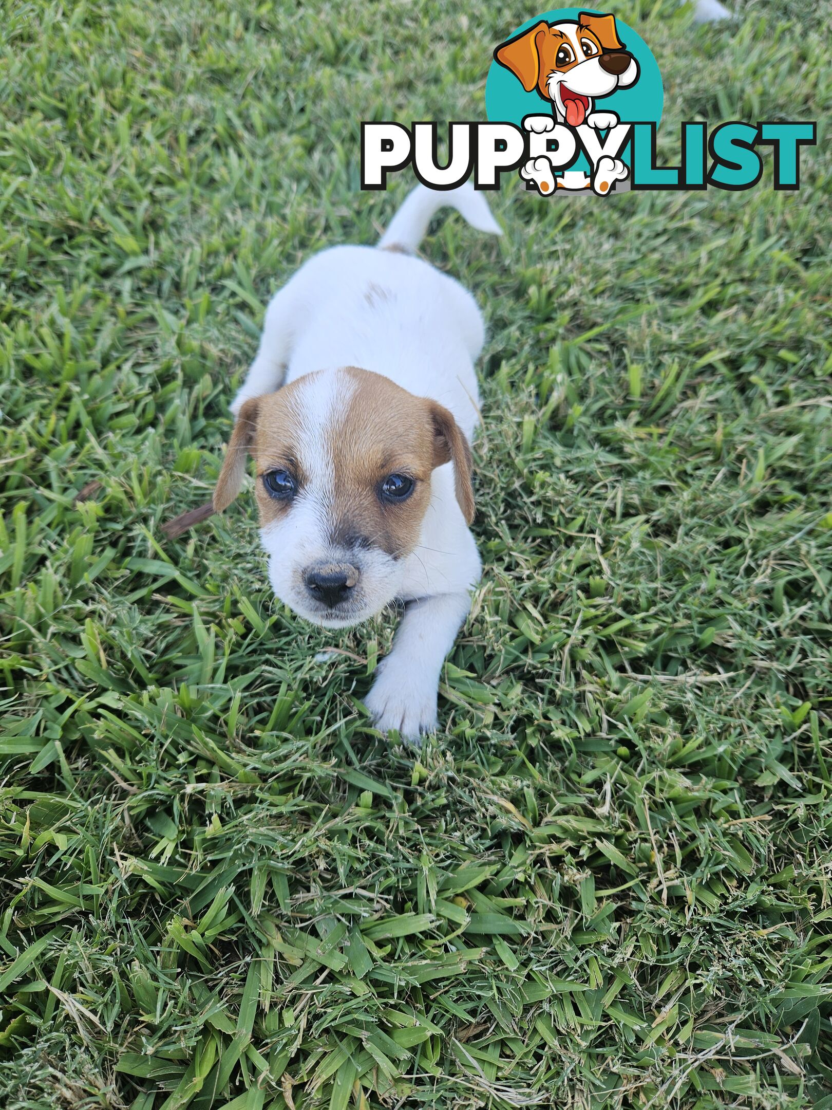 Only 3 available -  Jack Russlle Puppies