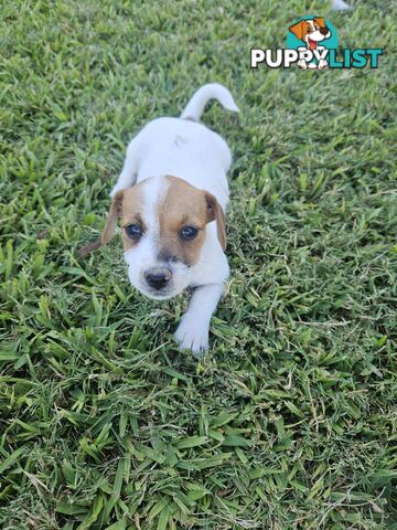 Only 3 available -  Jack Russlle Puppies