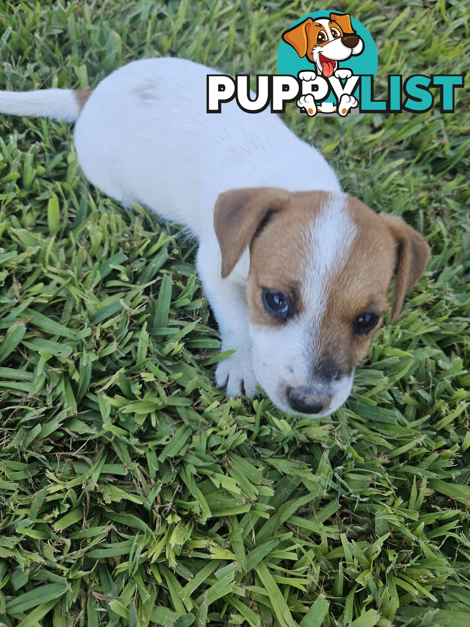 Only 3 available -  Jack Russlle Puppies