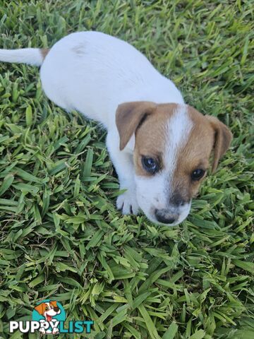 Only 3 available -  Jack Russlle Puppies