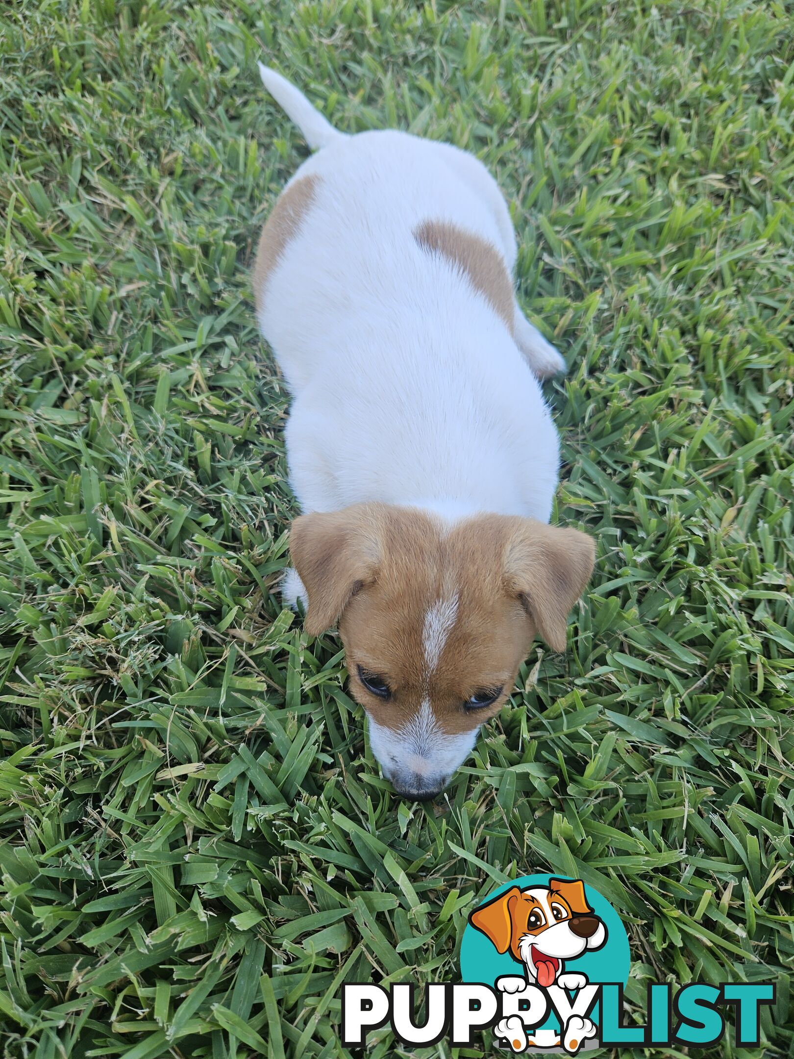 Only 3 available -  Jack Russlle Puppies