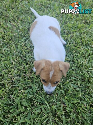 Only 3 available -  Jack Russlle Puppies