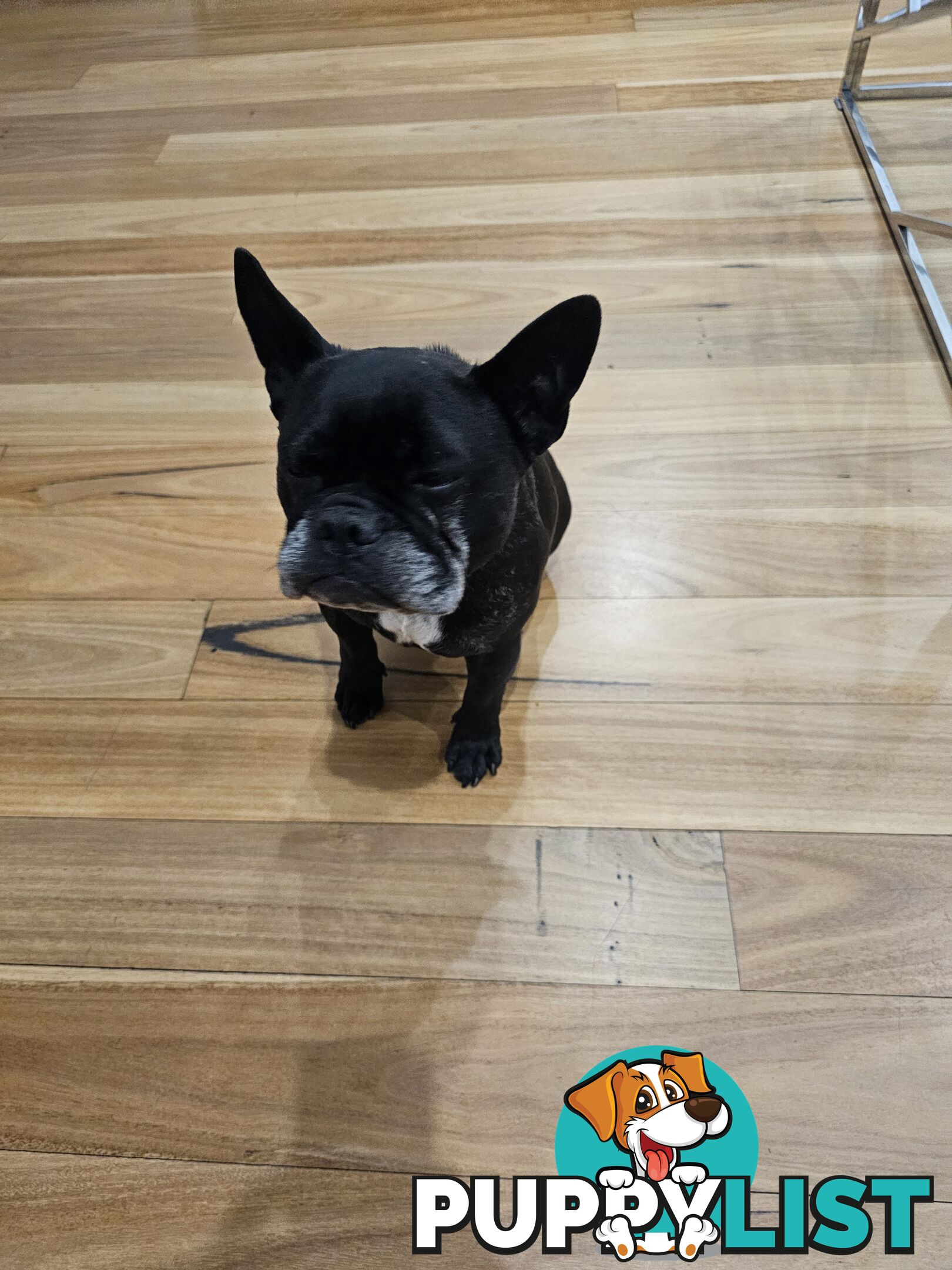 French bulldog 7 years old