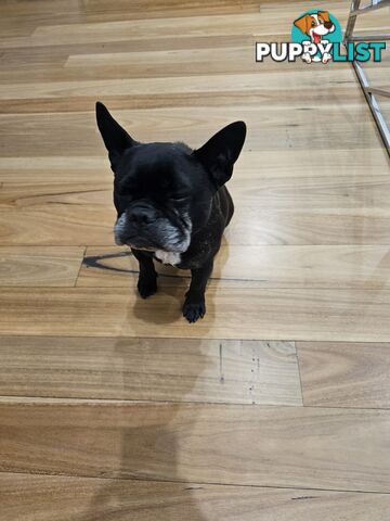 French bulldog 7 years old