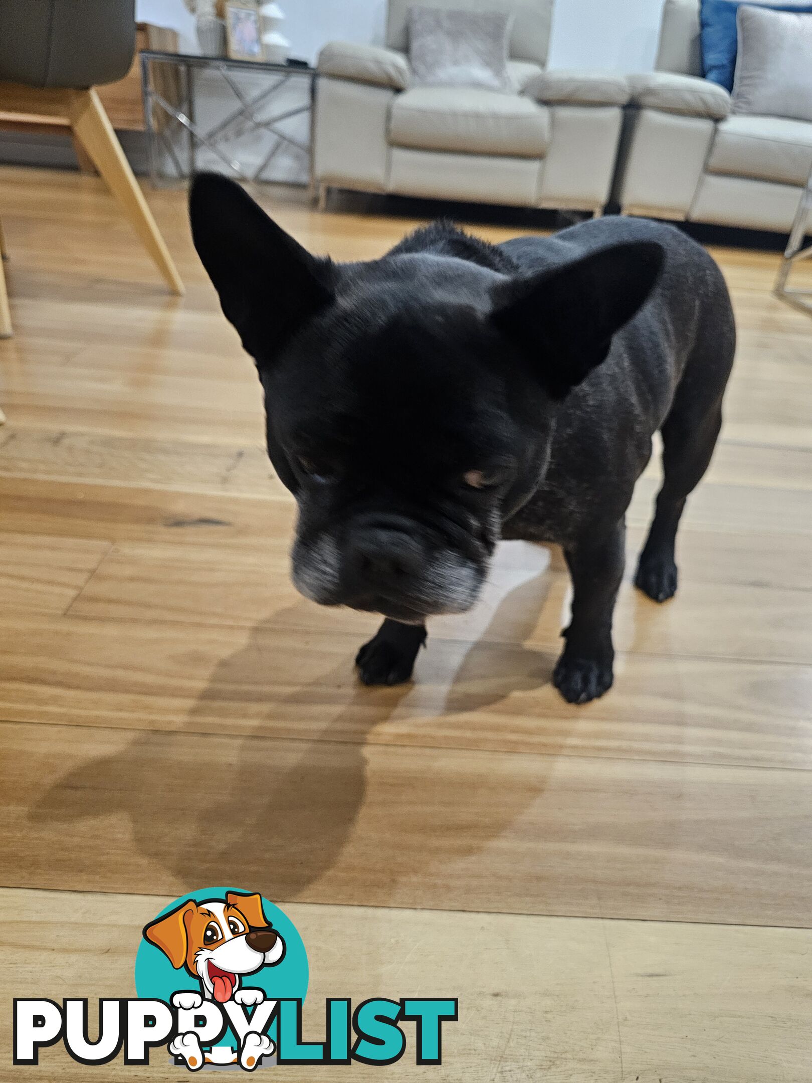 French bulldog 7 years old