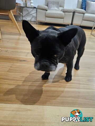 French bulldog 7 years old