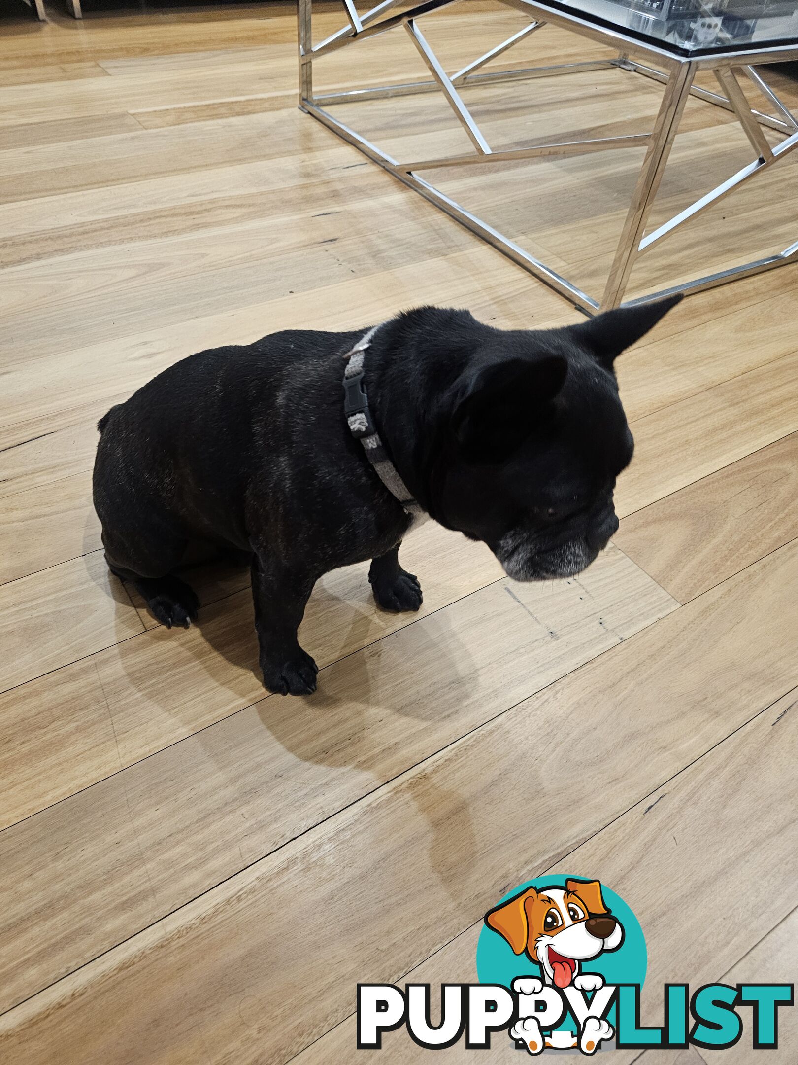 French bulldog 7 years old