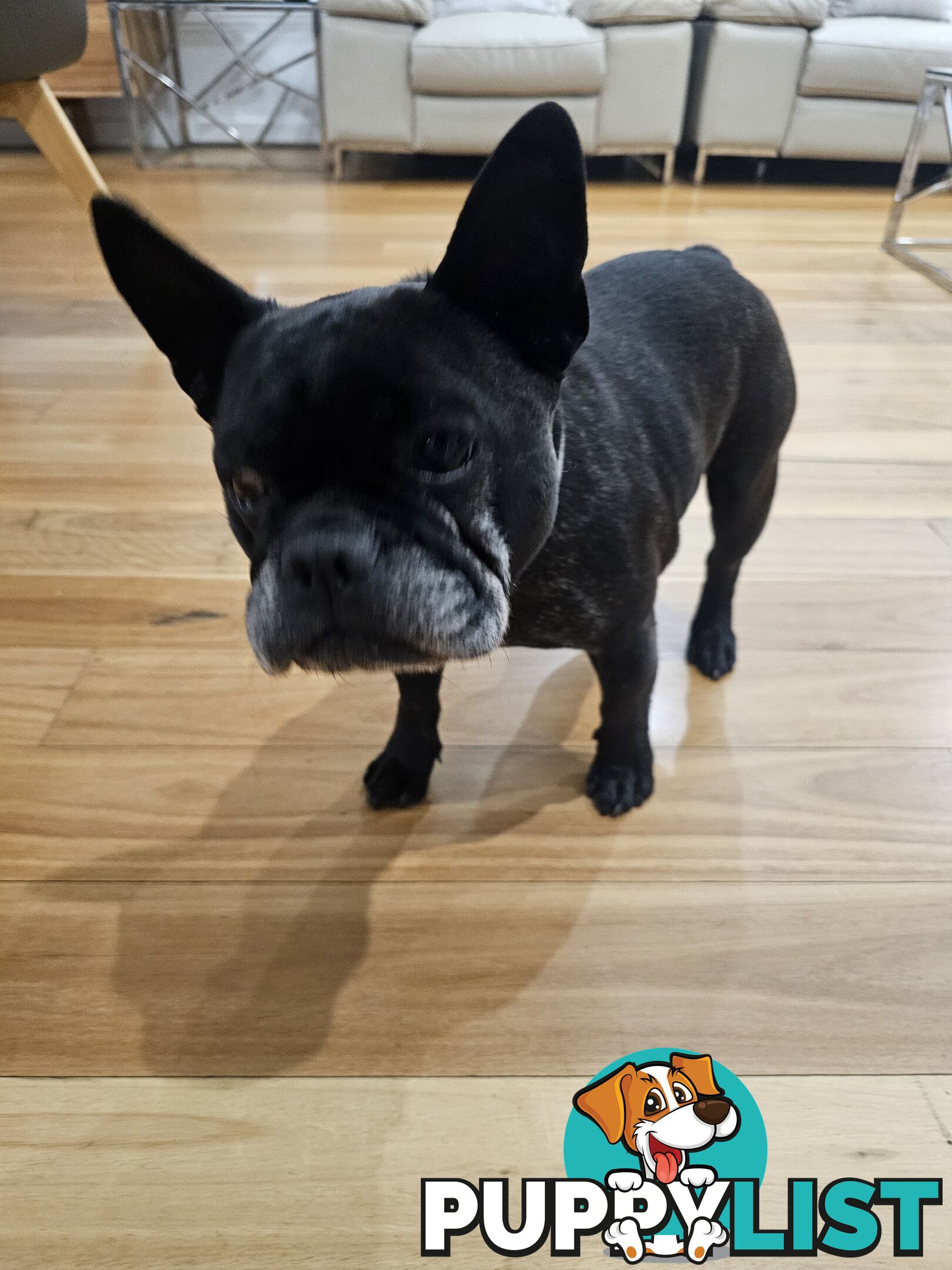 French bulldog 7 years old