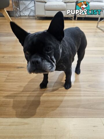 French bulldog 7 years old