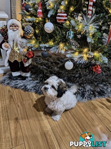 Maltese Shitzu Puppies