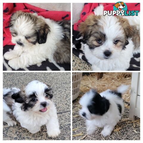 Maltese Shitzu puppys