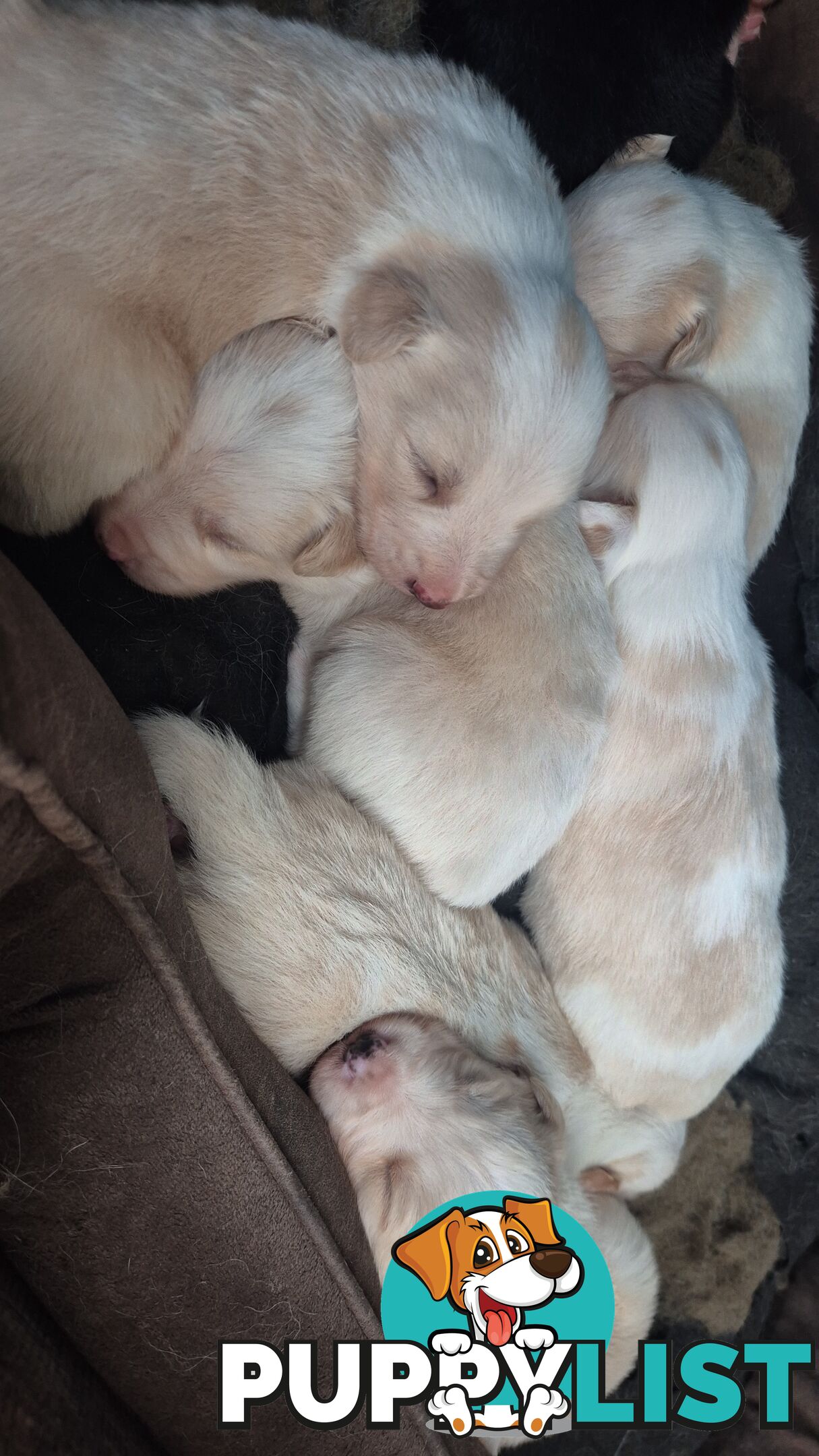 BORDER COLLIE PUPS FOR SALE