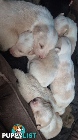 BORDER COLLIE PUPS FOR SALE