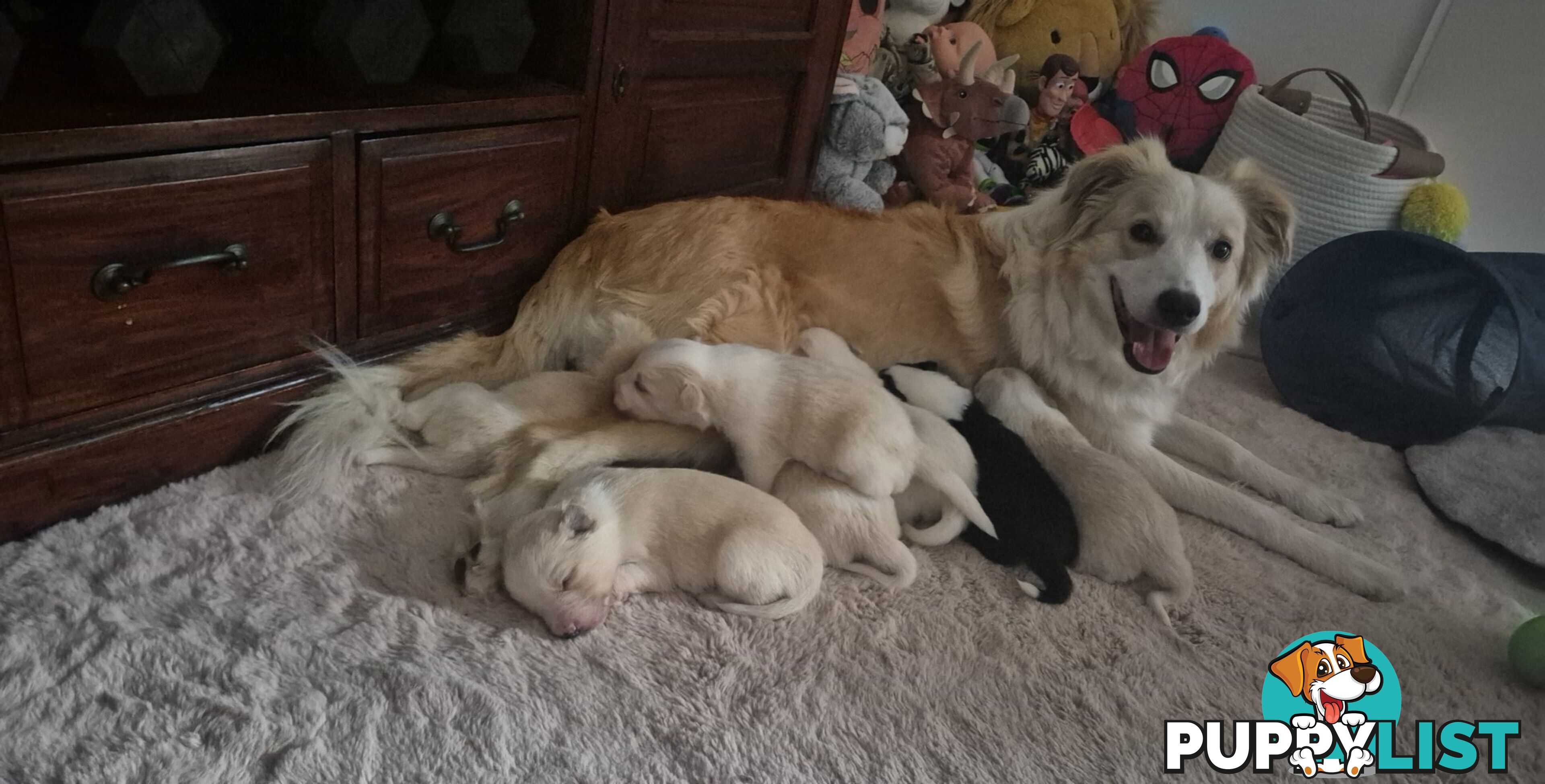 BORDER COLLIE PUPS FOR SALE