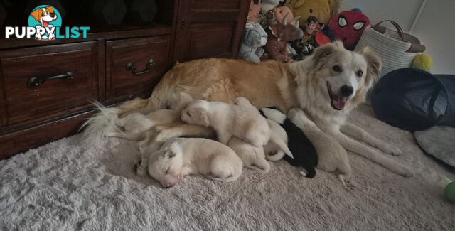 BORDER COLLIE PUPS FOR SALE