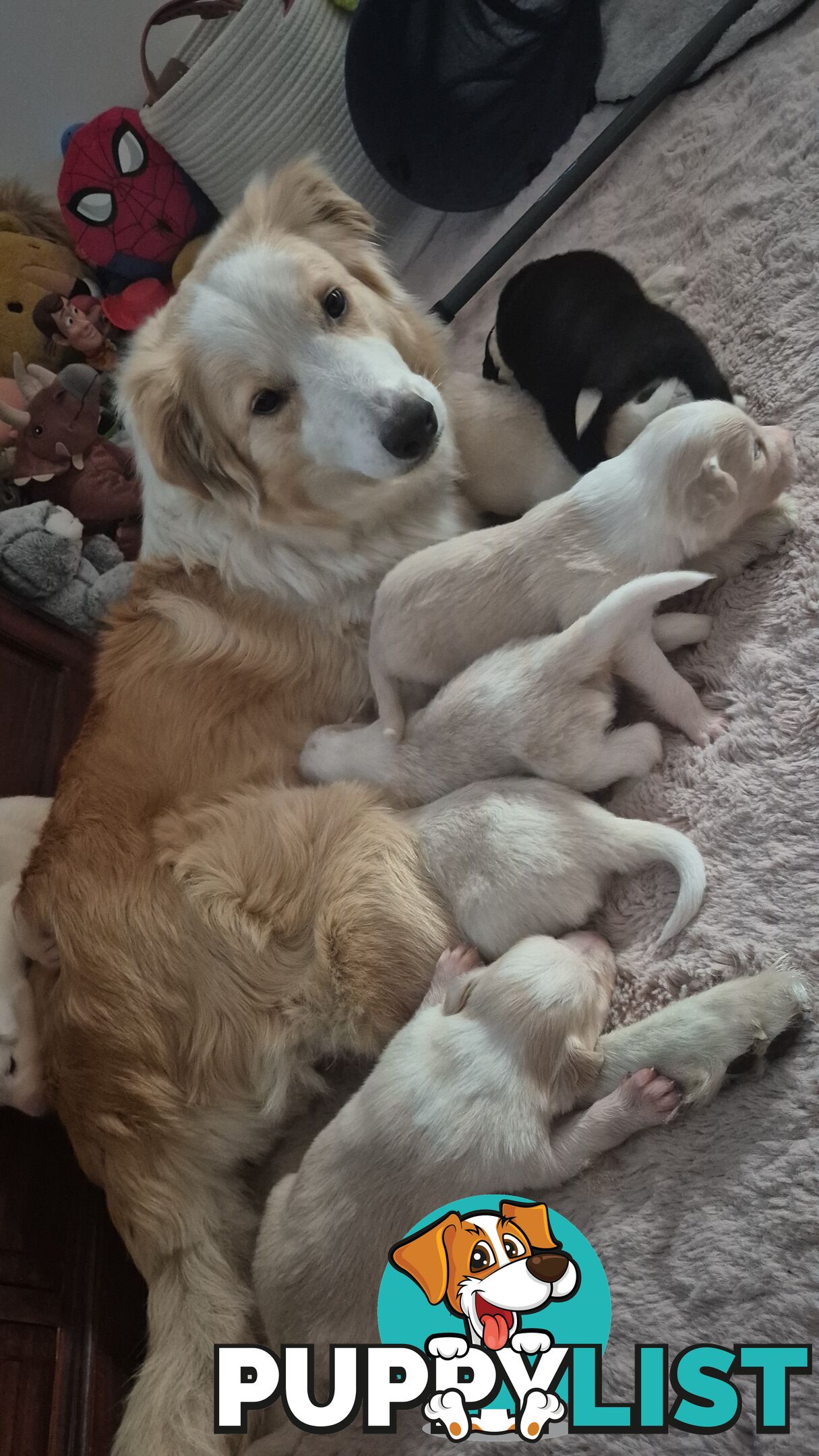 BORDER COLLIE PUPS FOR SALE