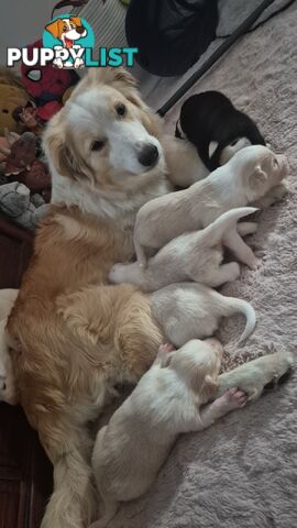 BORDER COLLIE PUPS FOR SALE