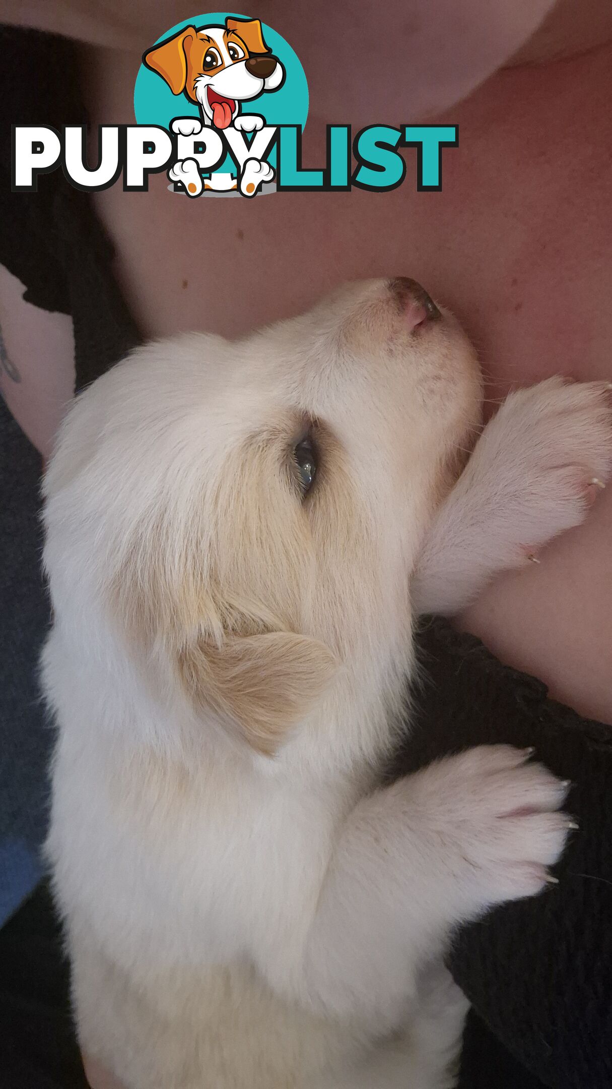 BORDER COLLIE PUPS FOR SALE