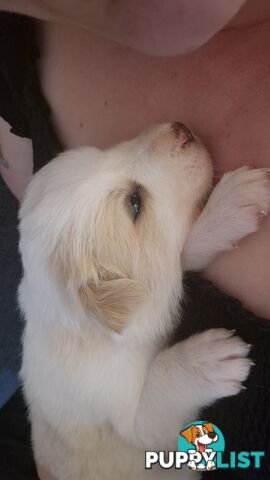 BORDER COLLIE PUPS FOR SALE