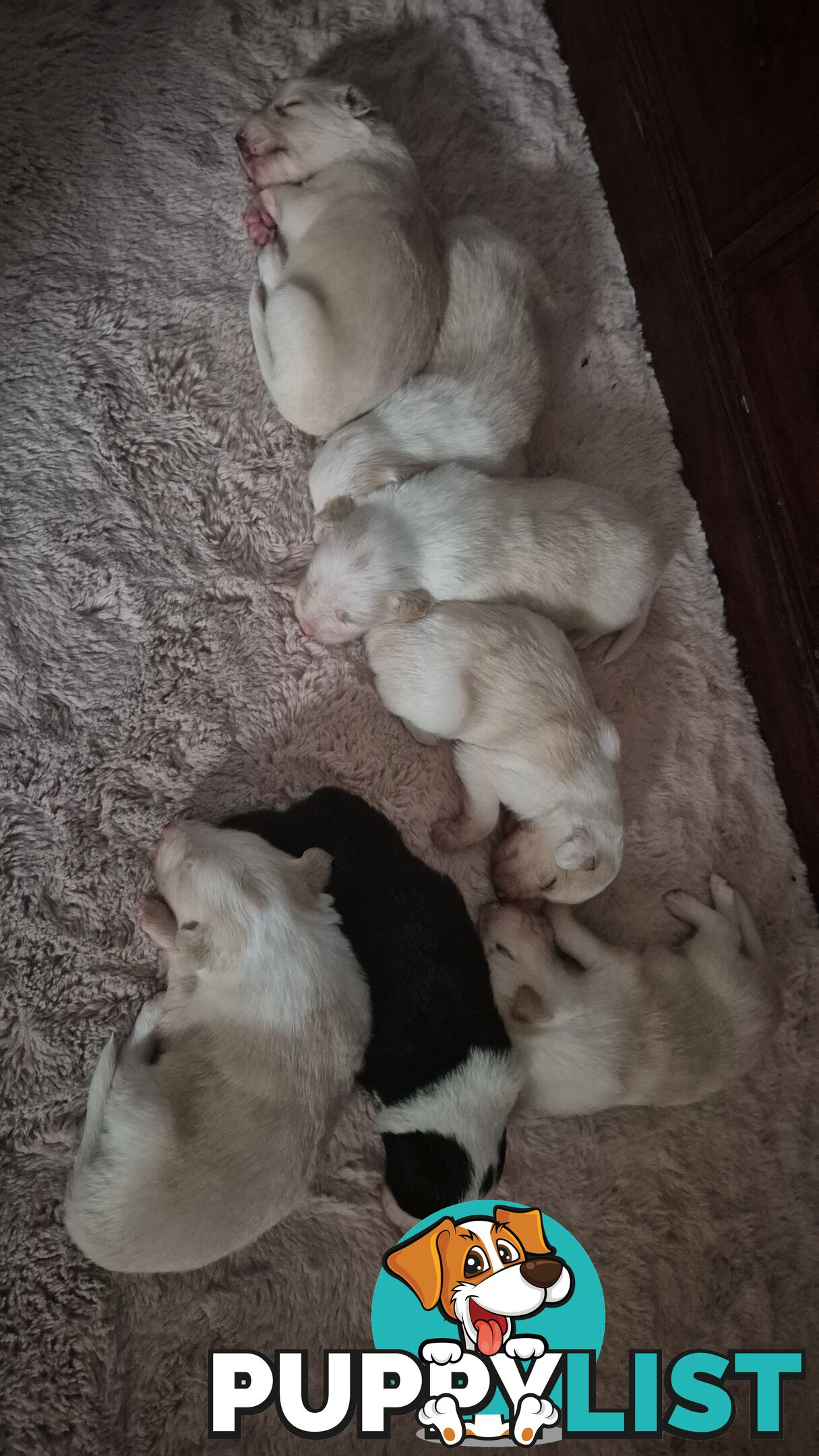 BORDER COLLIE PUPS FOR SALE